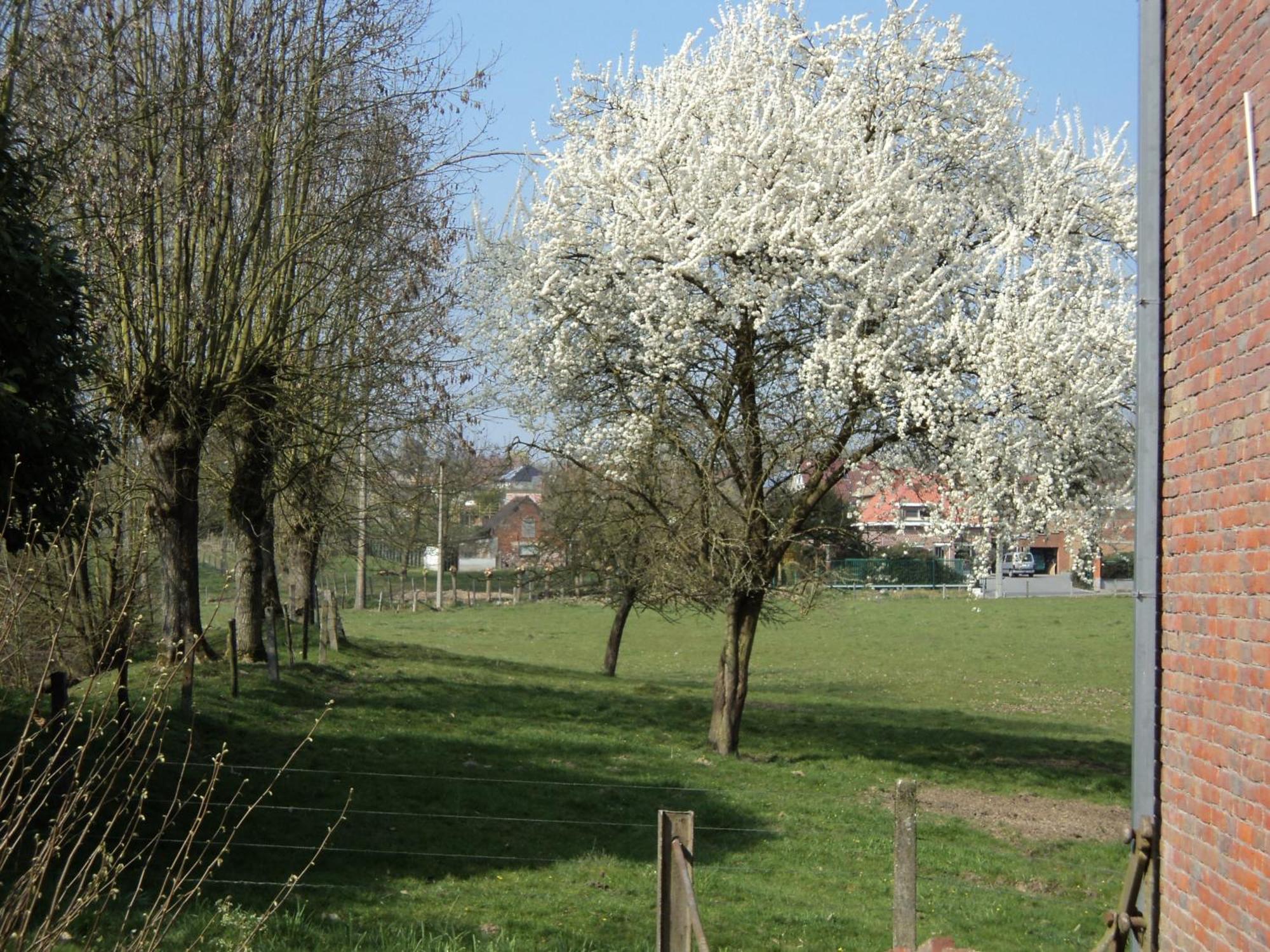 B&B Molen Ter Walle Geraardsbergen Exterior photo